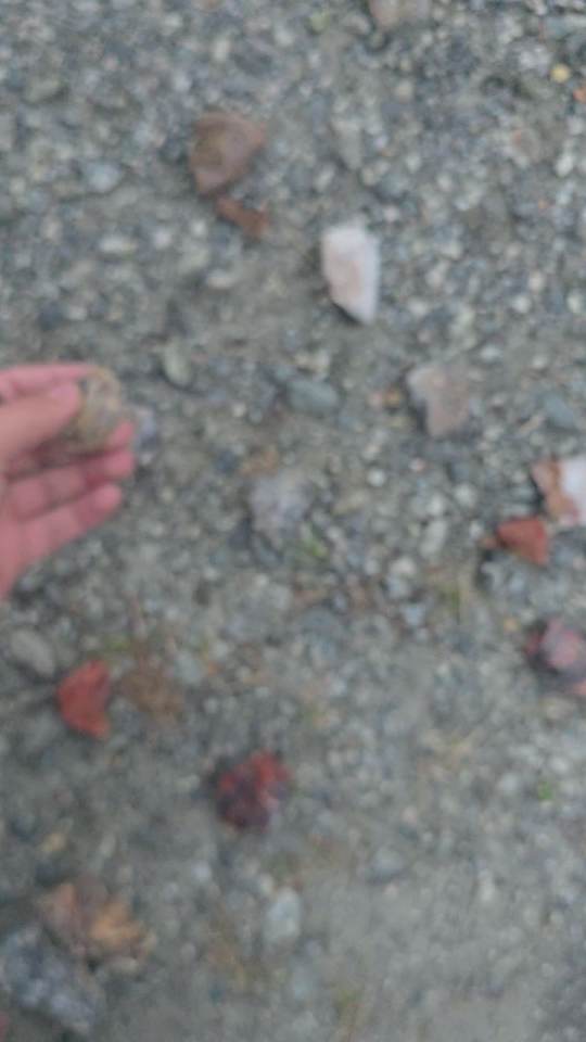 A blurry shot of the ground